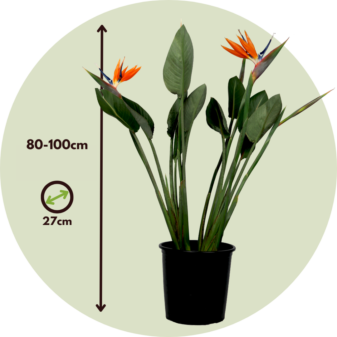 Strelitzia Reginea XXL - Paradijsvogelbloem - Met bloem