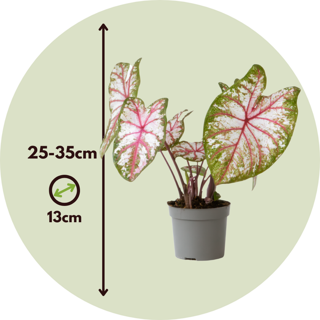 Caladium 'Tapestry' - 2 pieces - Angel wings