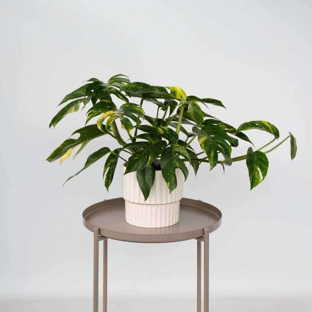 Epipremnum pinnatum - Goudrank