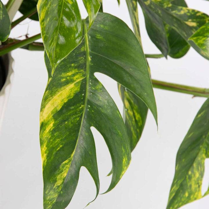 Epipremnum pinnatum - Goudrank