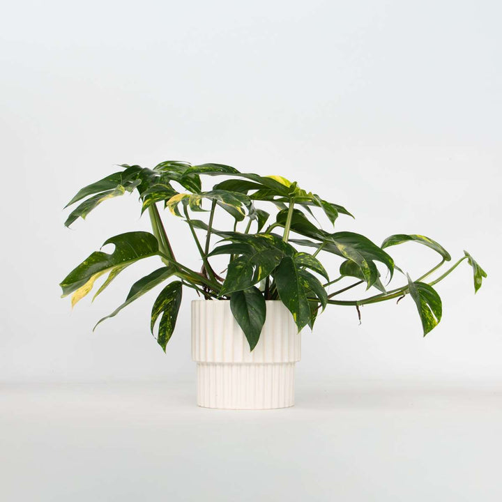 Epipremnum pinnatum - Goudrank