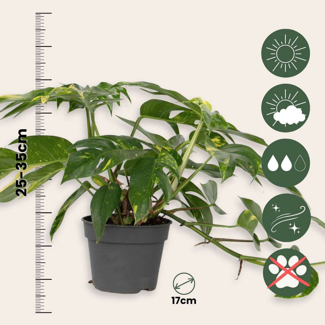 Epipremnum pinnatum - Goudrank