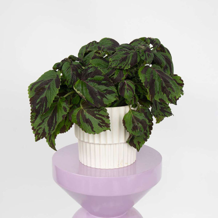 Coleus Tiger - Siernetel