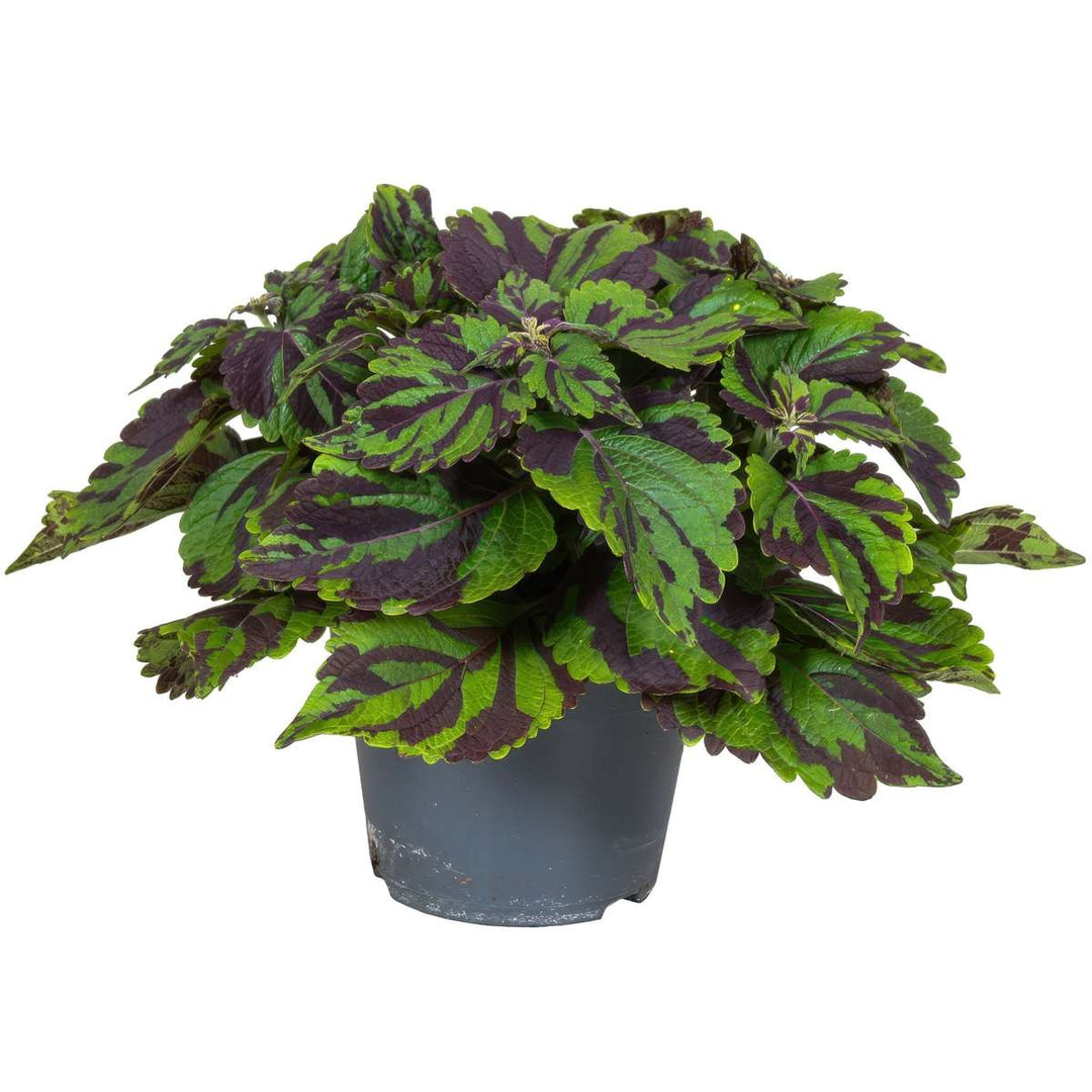 Coleus Tiger - Siernetel