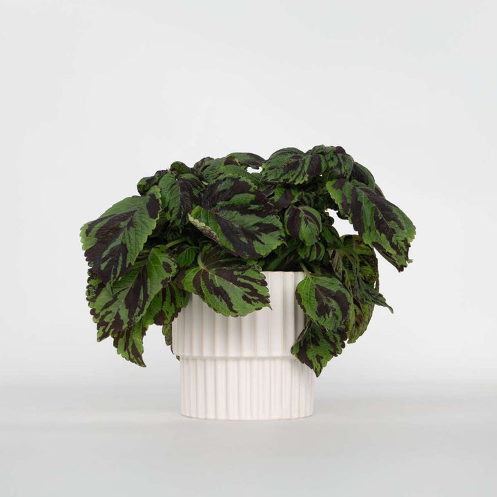 Coleus Tiger - Siernetel