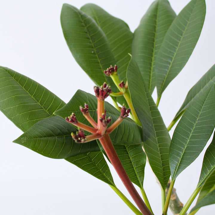 Plumeria Frangipani Paars - Hawaii