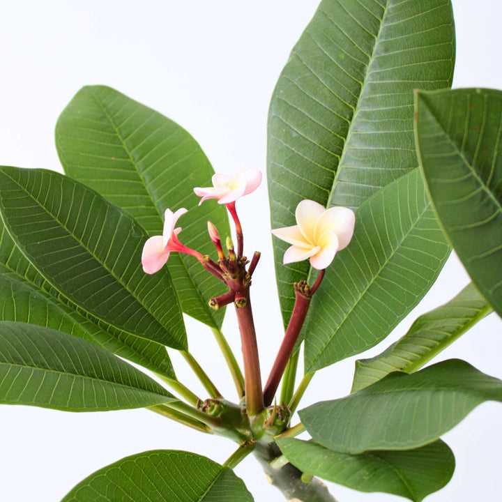 Plumeria Frangipani - Paars - Hawaii