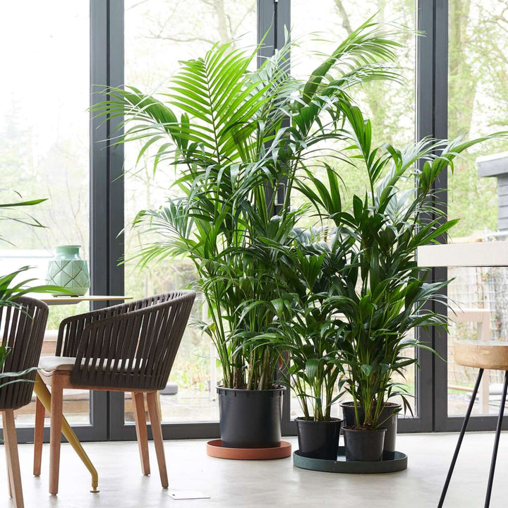 Howea Forsteriana - Kentiapalm - XXL kamerplant