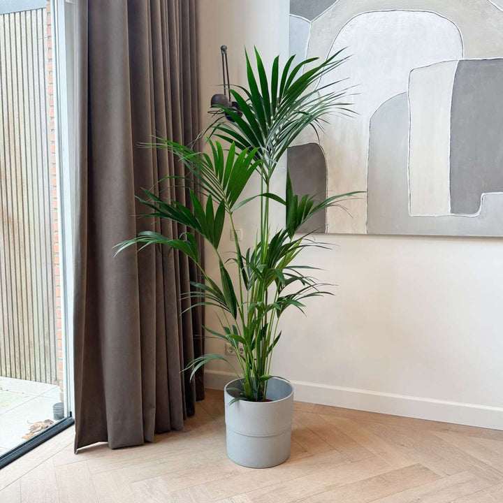 Howea Forsteriana - Kentiapalm