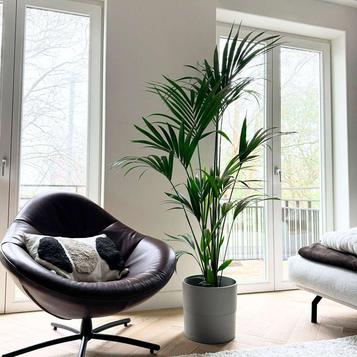 Howea Forsteriana - Kentiapalm