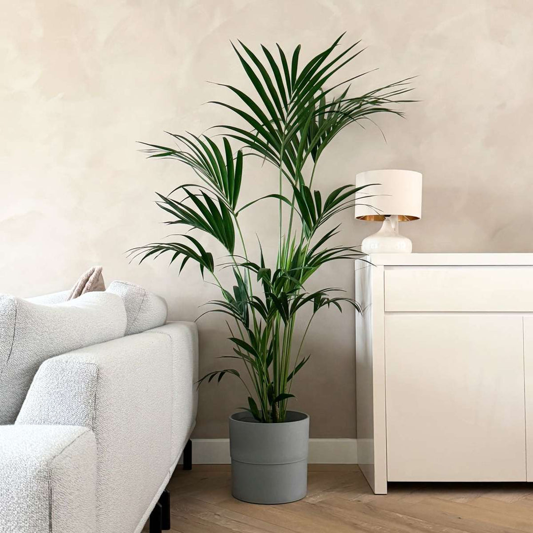 Howea Forsteriana - Kentiapalm