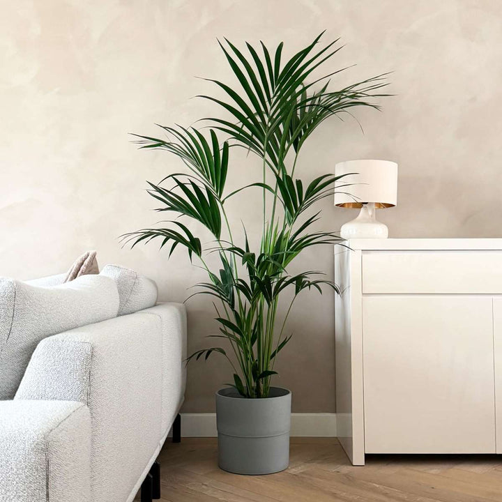 Howea Forsteriana - Kentiapalm