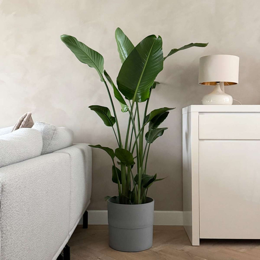 Strelitzia Nicolai - Paradijsvogelbloem