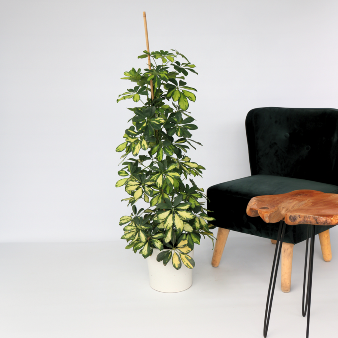 Schefflera Dalton - Set van 2