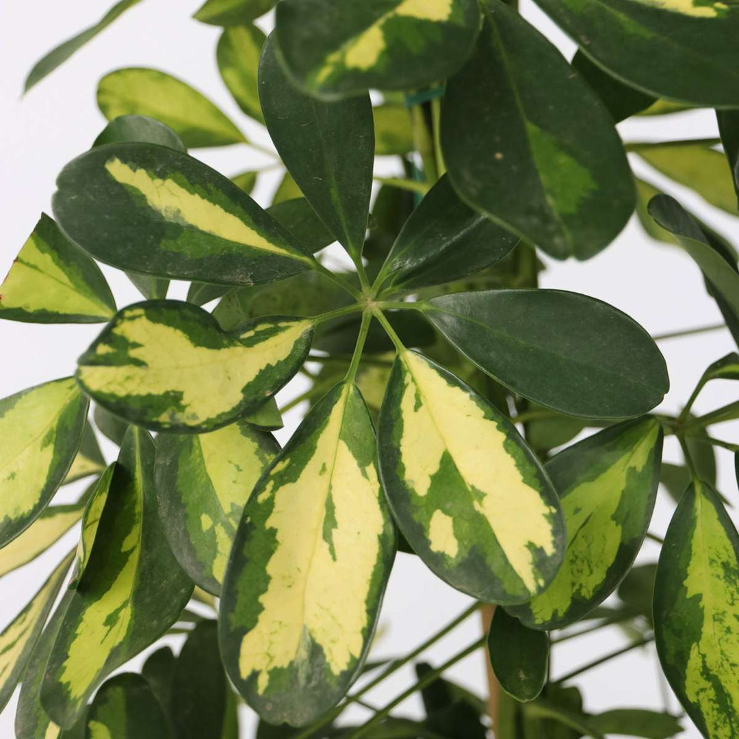 Schefflera Dalton