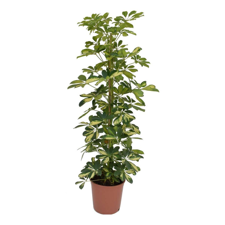 Schefflera Dalton