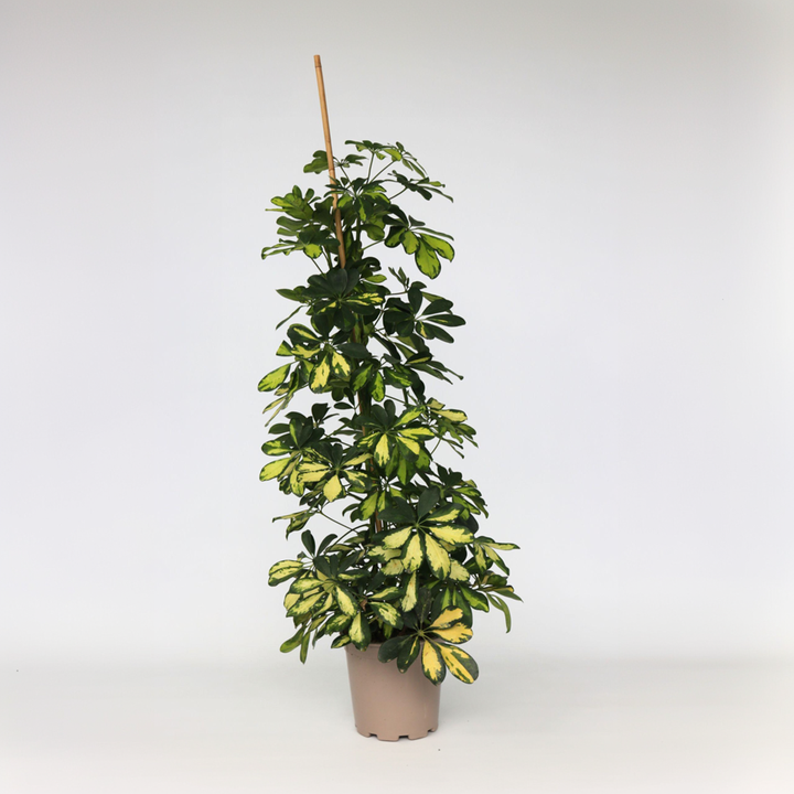 Schefflera Dalton