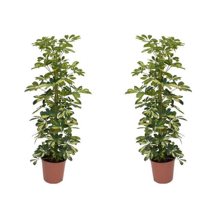 Schefflera Dalton - Set van 2