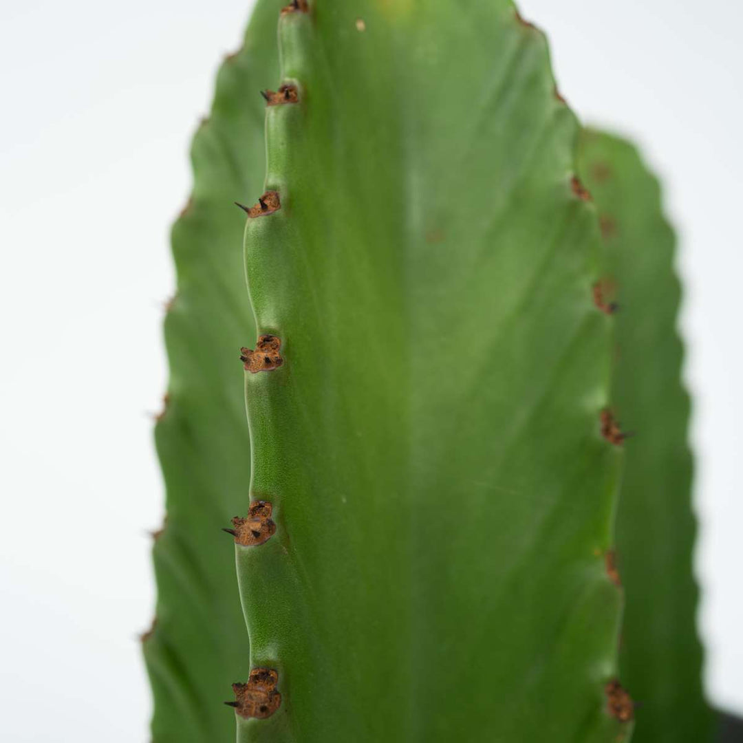 Euphorbia Ingens - Cowboycactus