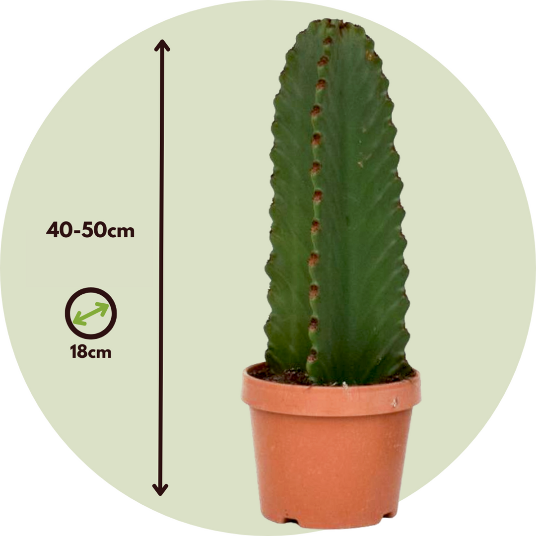 Euphorbia Ingens - Cowboycactus