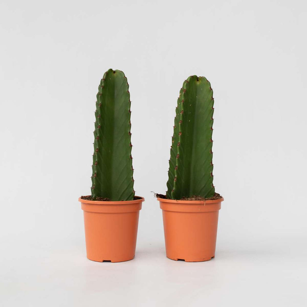 Euphorbia Ingens - Cowboycactus - Set van 2