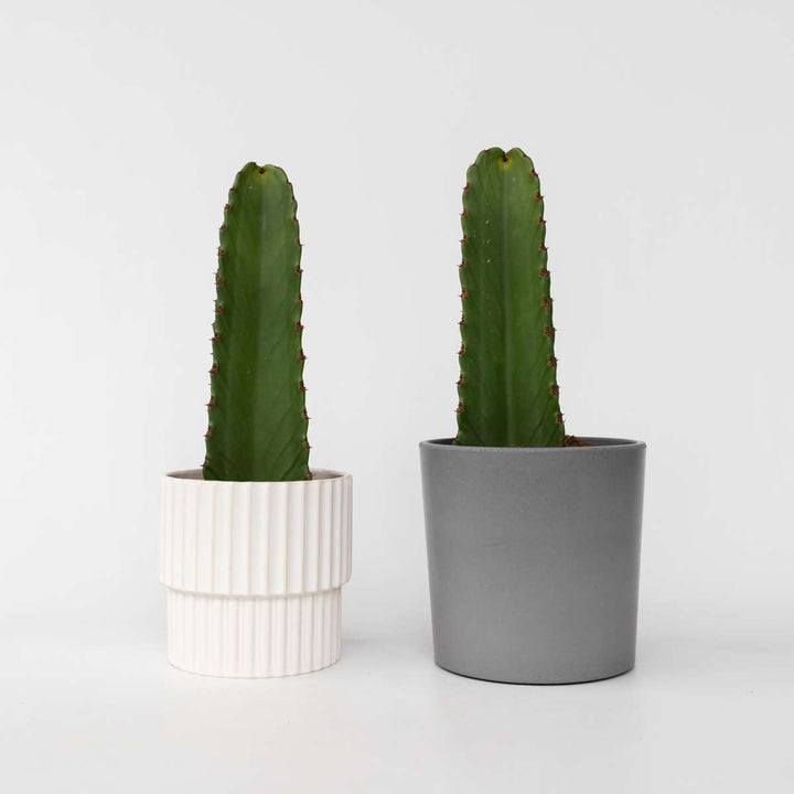 Euphorbia Ingens - Cowboycactus - Set van 2