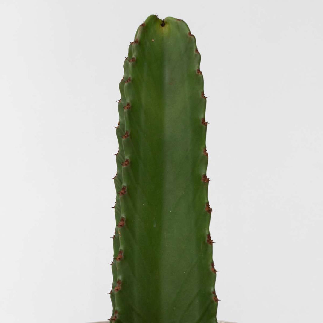 Euphorbia Ingens - Cowboycactus XL