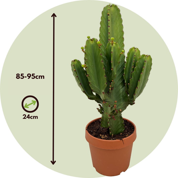 Euphorbia Ingens - Cowboycactus XL