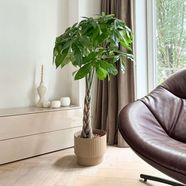 Pachira aquatica 'Geldboom'