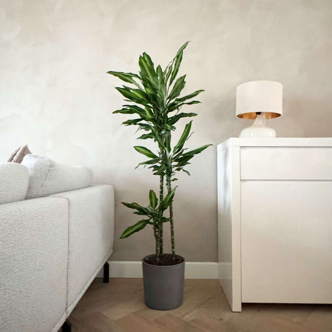 Dracaena fragrans Cintho - Drakenboom