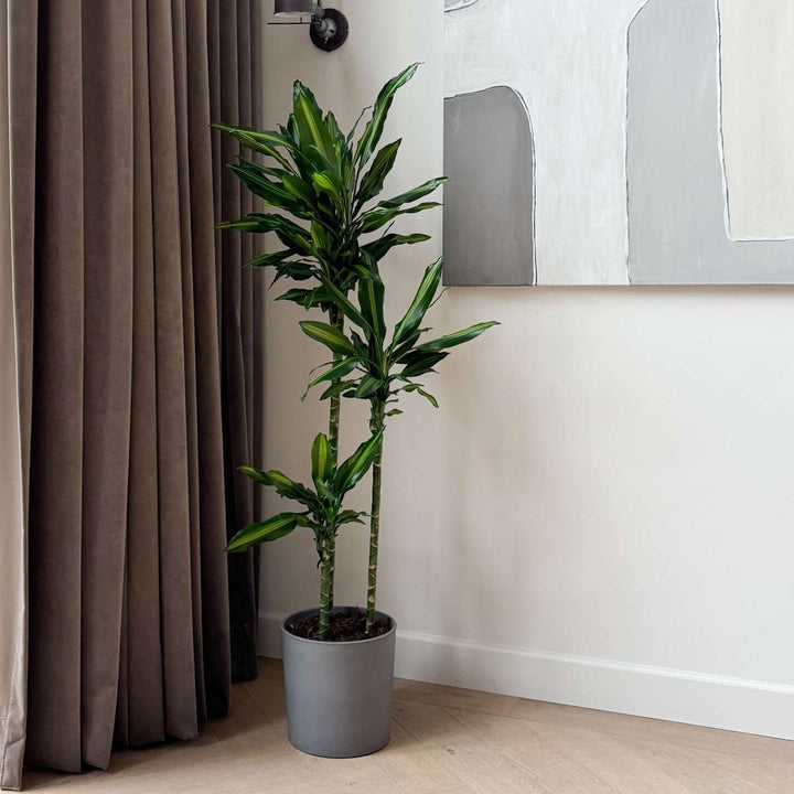 Dracaena fragrans Cintho - Drakenboom