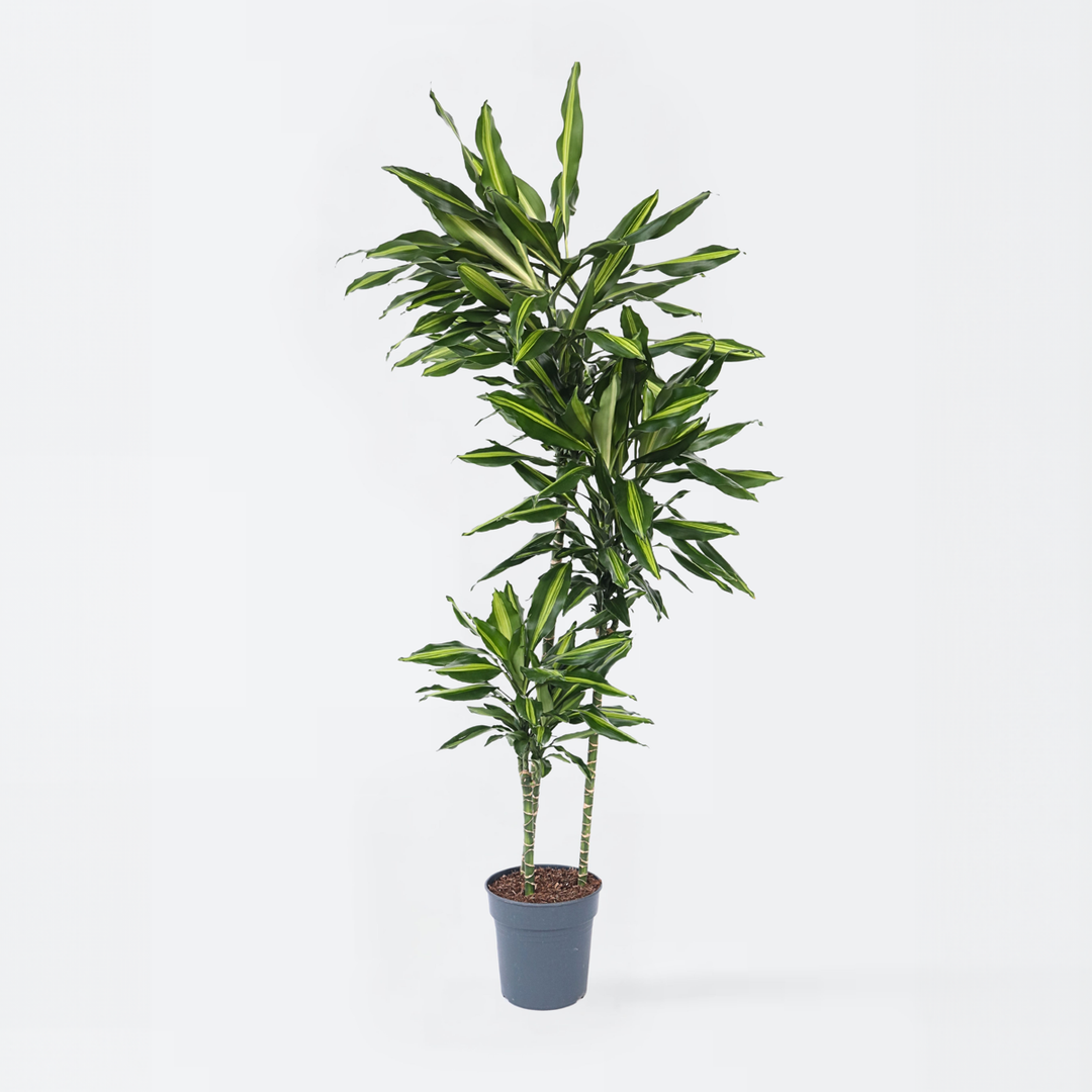 Dracaena fragrans Cintho - Drakenboom