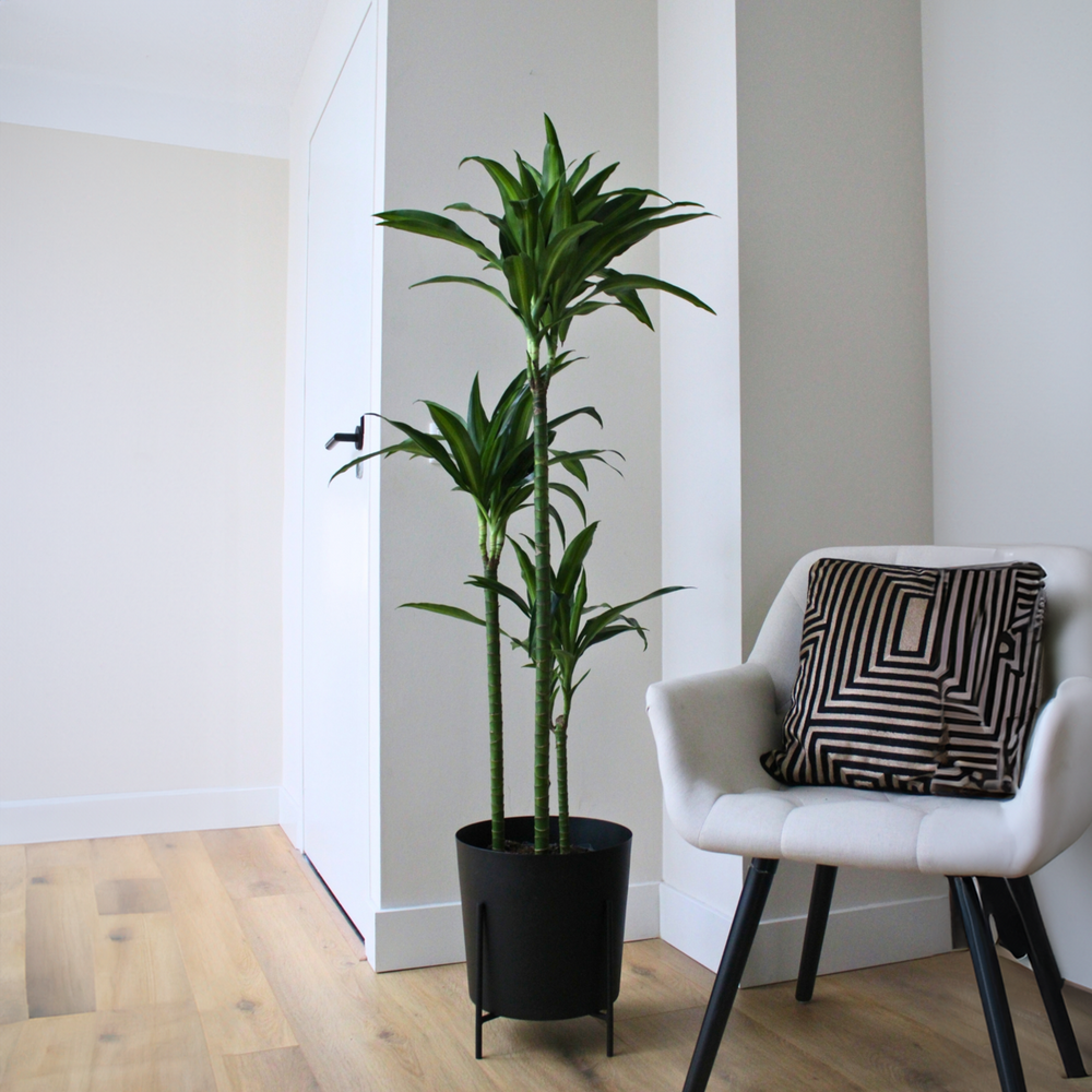 Dracaena fragrans 'Hawaiian Sunshine' - FloraStore