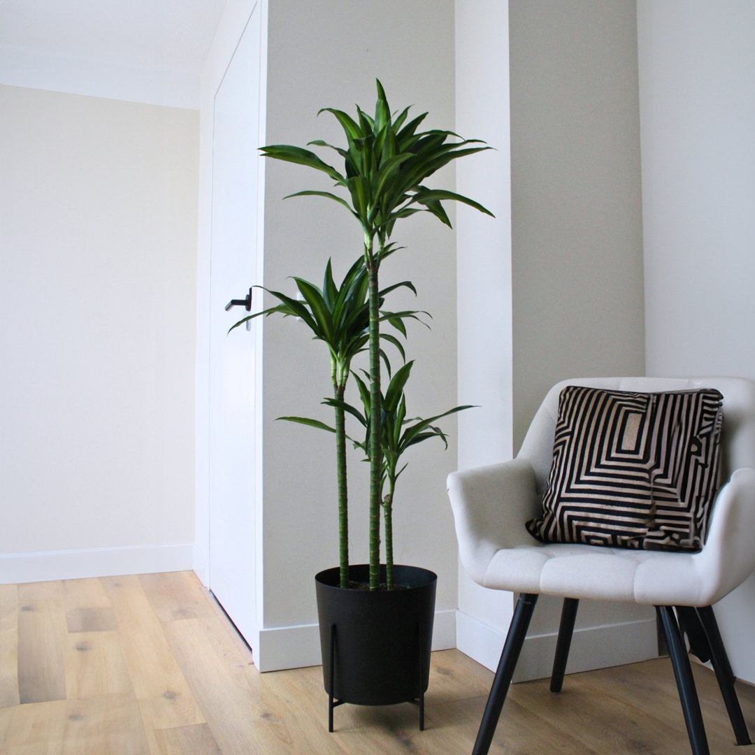 Dracaena fragrans 'Hawaiian Sunshine' - FloraStore