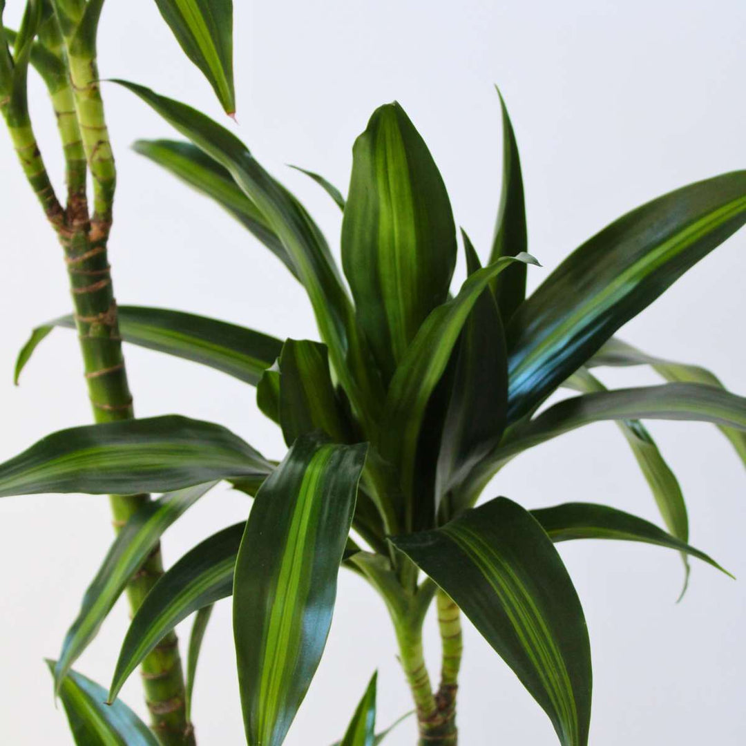 Dracaena fragrans 'Hawaiian Sunshine'