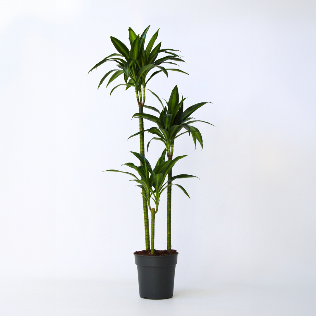 Dracaena fragrans 'Hawaiian Sunshine'