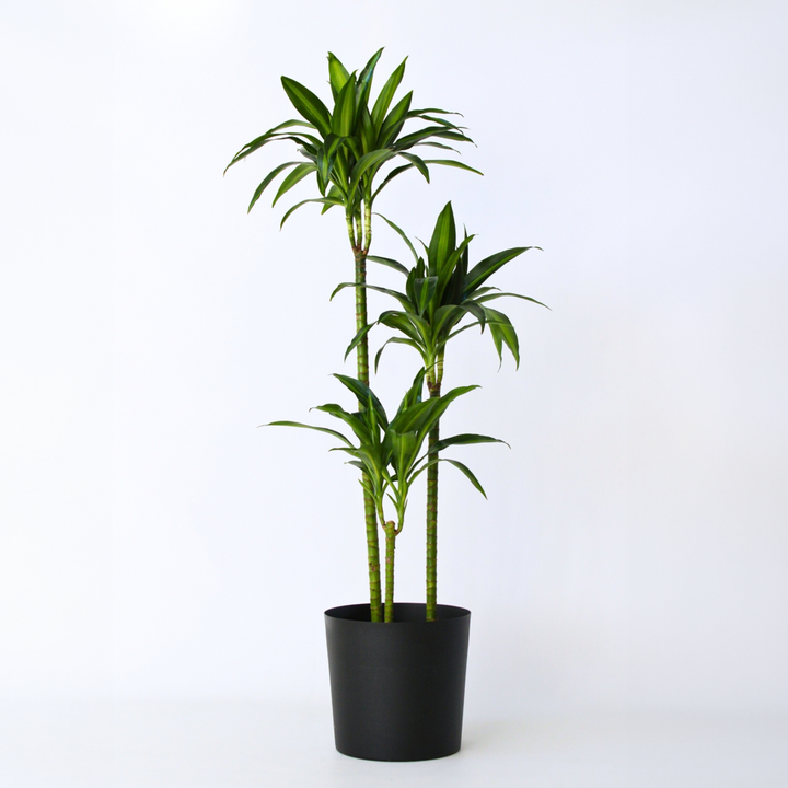 Dracaena fragrans 'Hawaiian Sunshine'