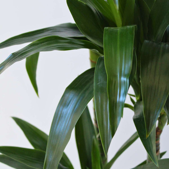 Dracaena fragrans 'Janet Craig' - XXL