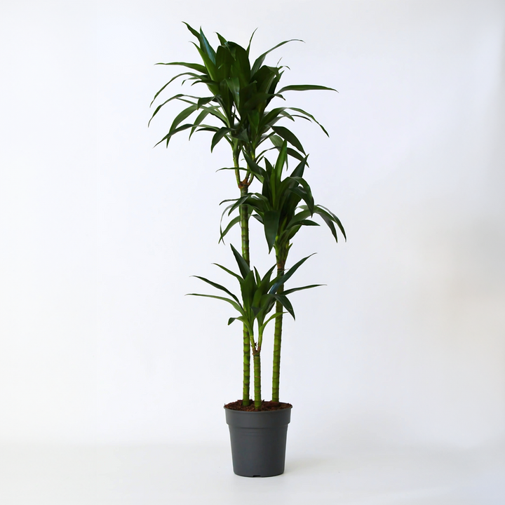 Dracaena fragrans 'Janet Craig' - XXL