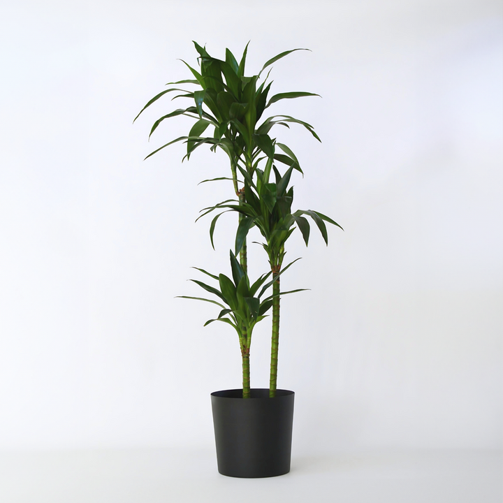 Dracaena fragrans 'Janet Craig' - XXL