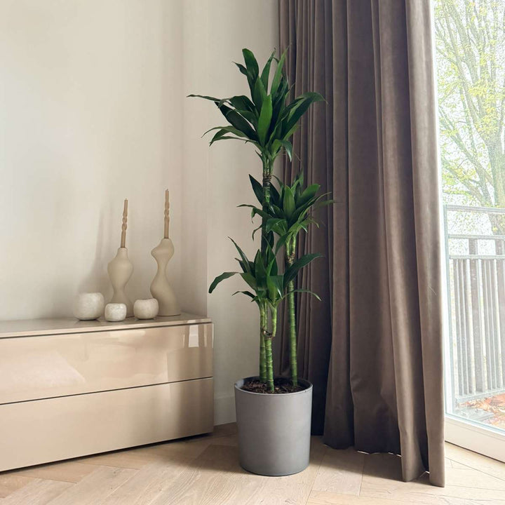 Dracaena fragrans 'Janet Craig' - XXL
