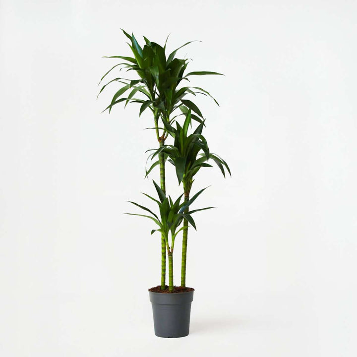 Dracaena fragrans 'Janet Craig' - XXL