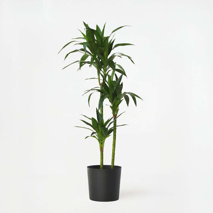 Dracaena fragrans 'Janet Craig' - XXL