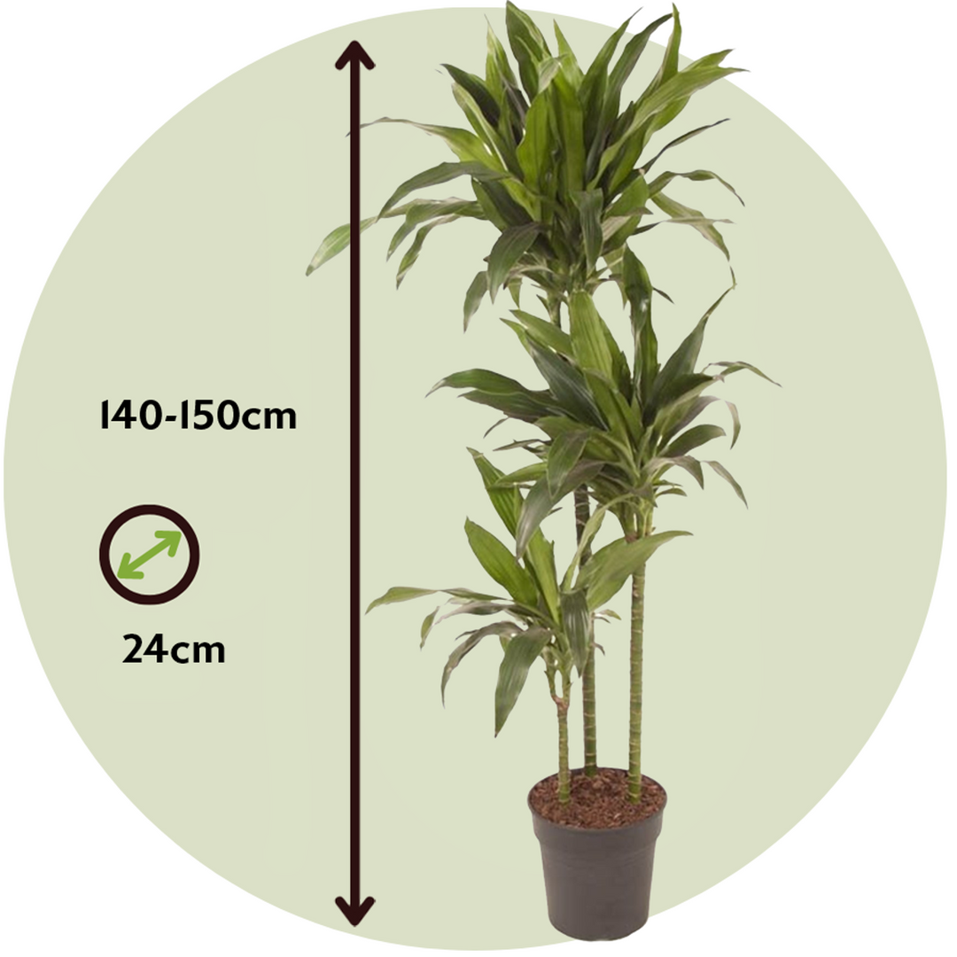 Dracaena fragrans 'Janet Craig' - XXL