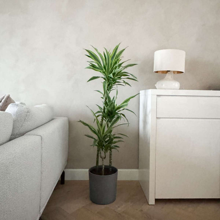 Dracaena fragrans Deremensis - Lemon Lime