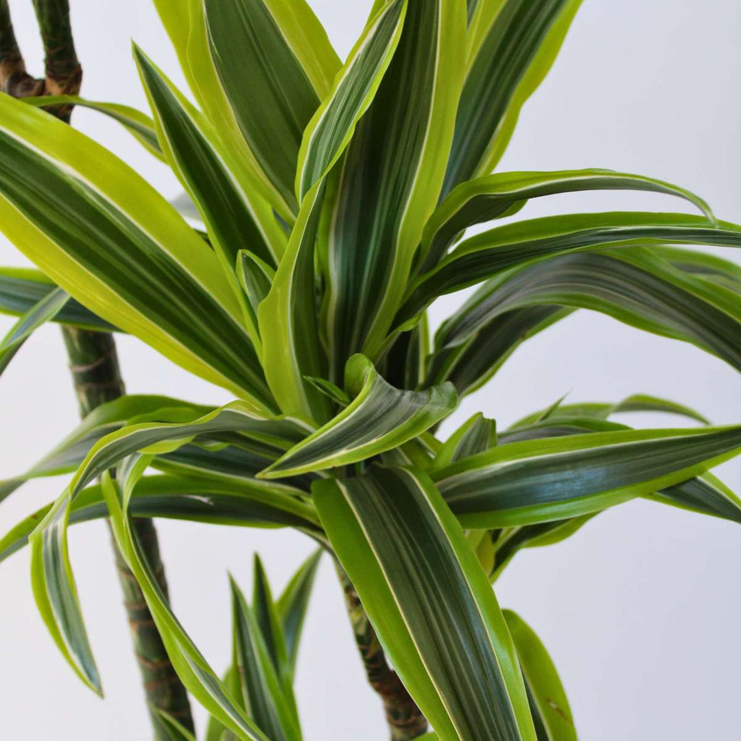 Dracaena fragrans Deremensis - Lemon Lime