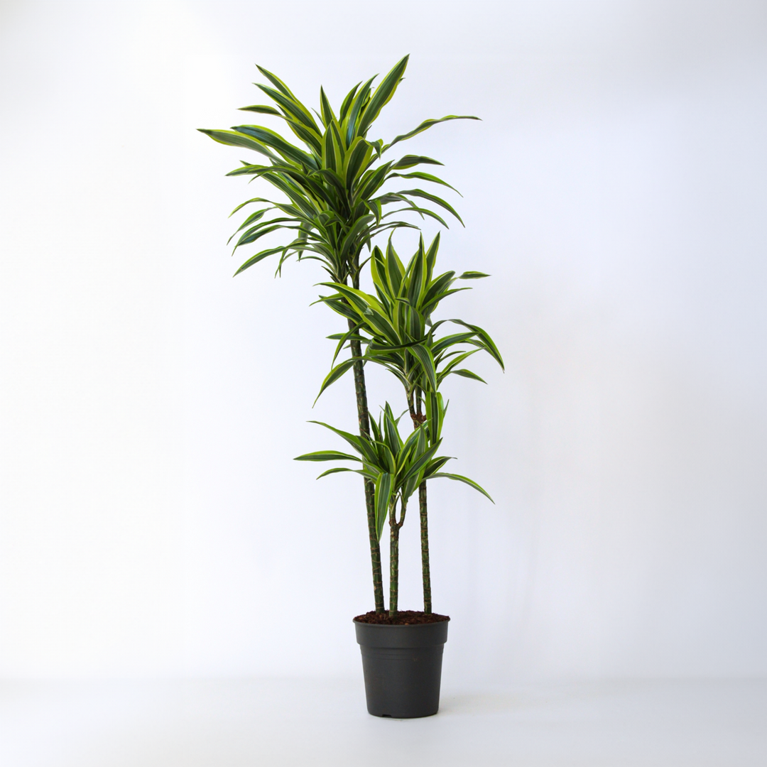 Dracaena fragrans Deremensis - Lemon Lime