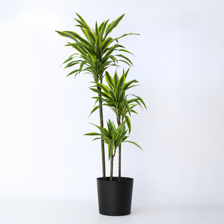 Dracaena fragrans Deremensis - Lemon Lime