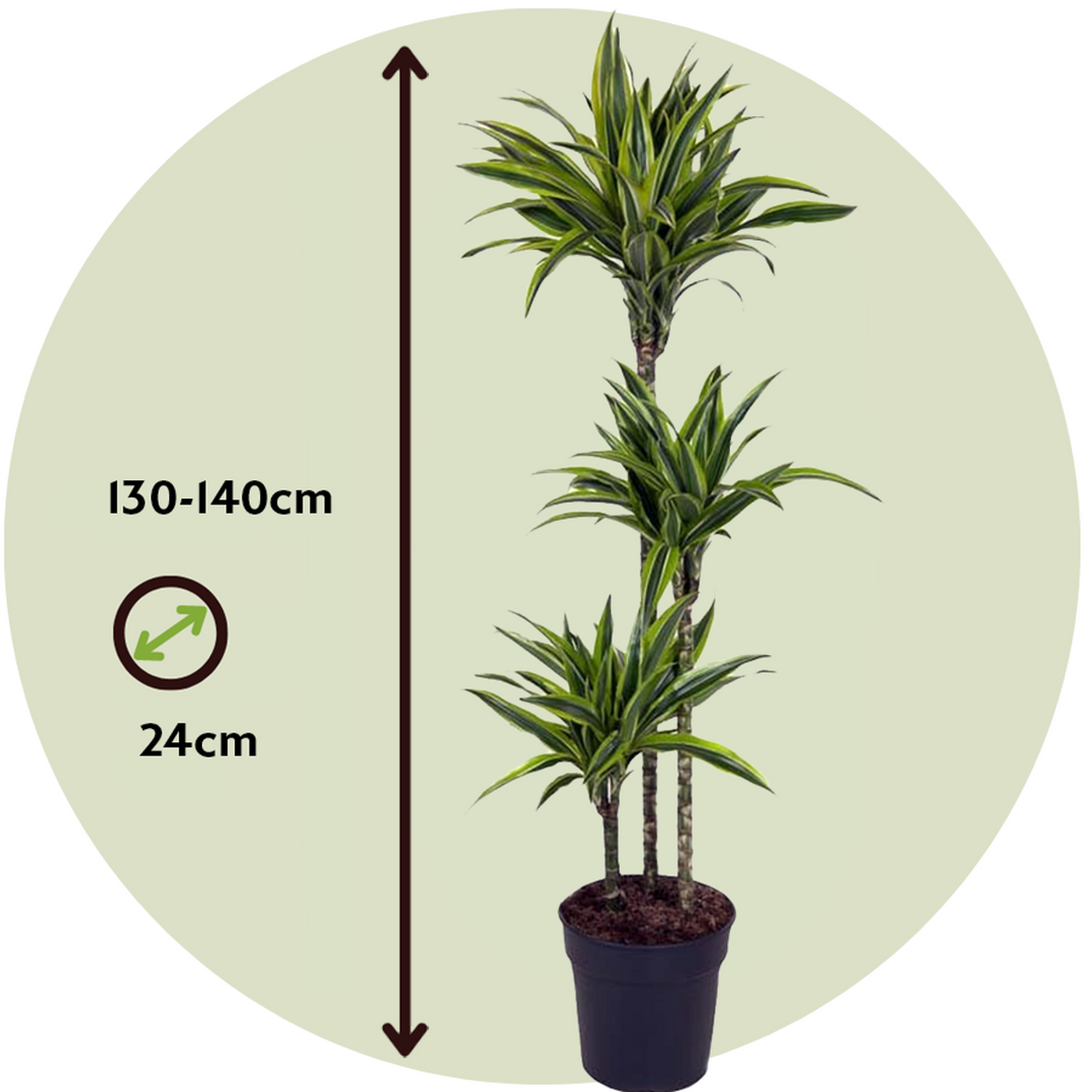 Dracaena fragrans Deremensis - Lemon Lime