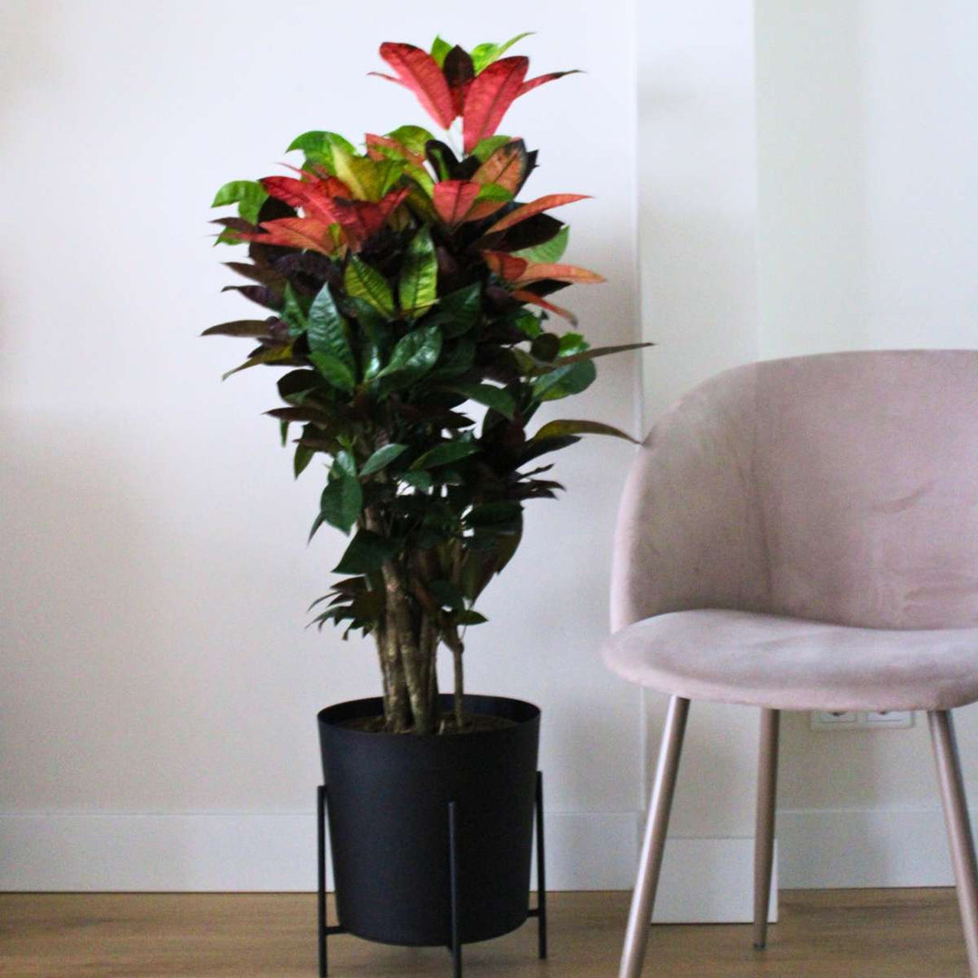 Codiaeum variegatum – Croton – Codiaeum Iceton